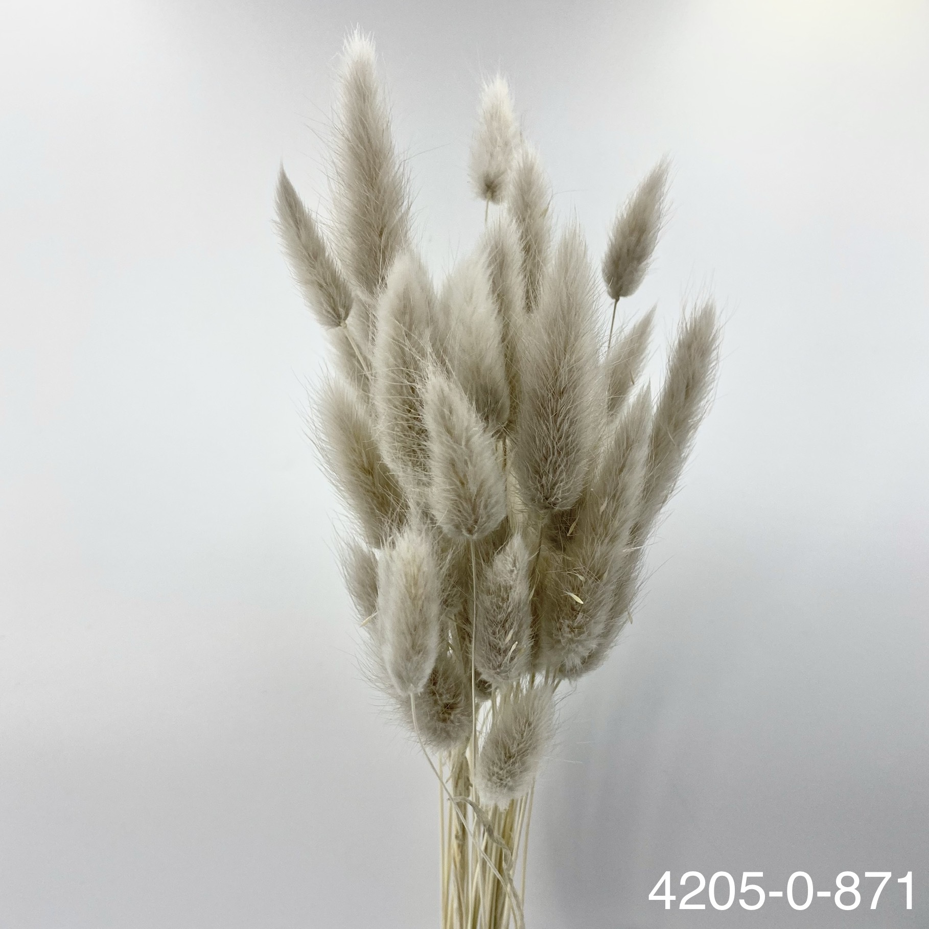 日本兔尾草 42050-871