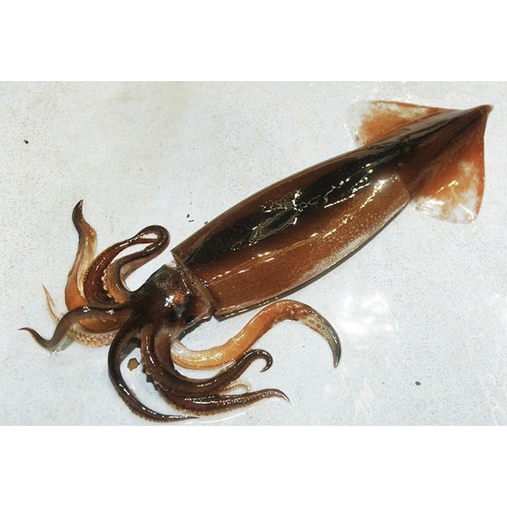 特大日本鮮魷魚-- 每隻