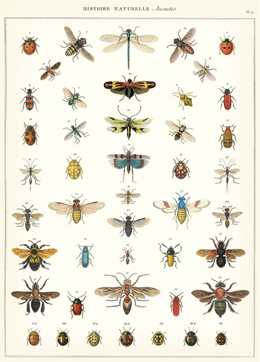 Cavallini｜美國 Cavallini & Co.包裝紙/海報 - 昆蟲的自然歷史