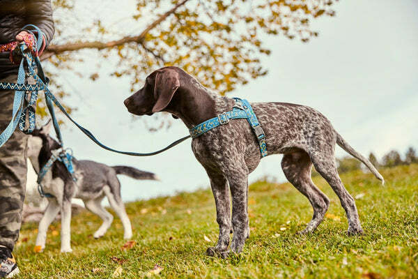 芬蘭 Hurtta - Razzle Dazzle 馬鞍型胸背帶