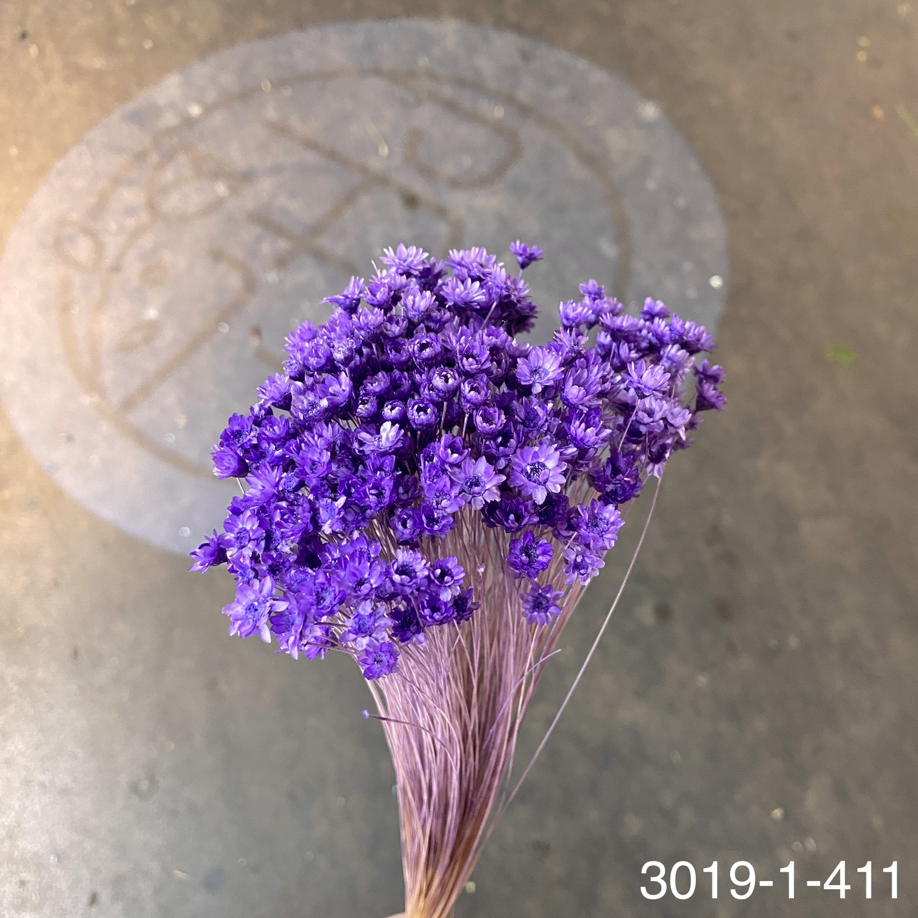 日本不凋繁星花(小) 30191-411