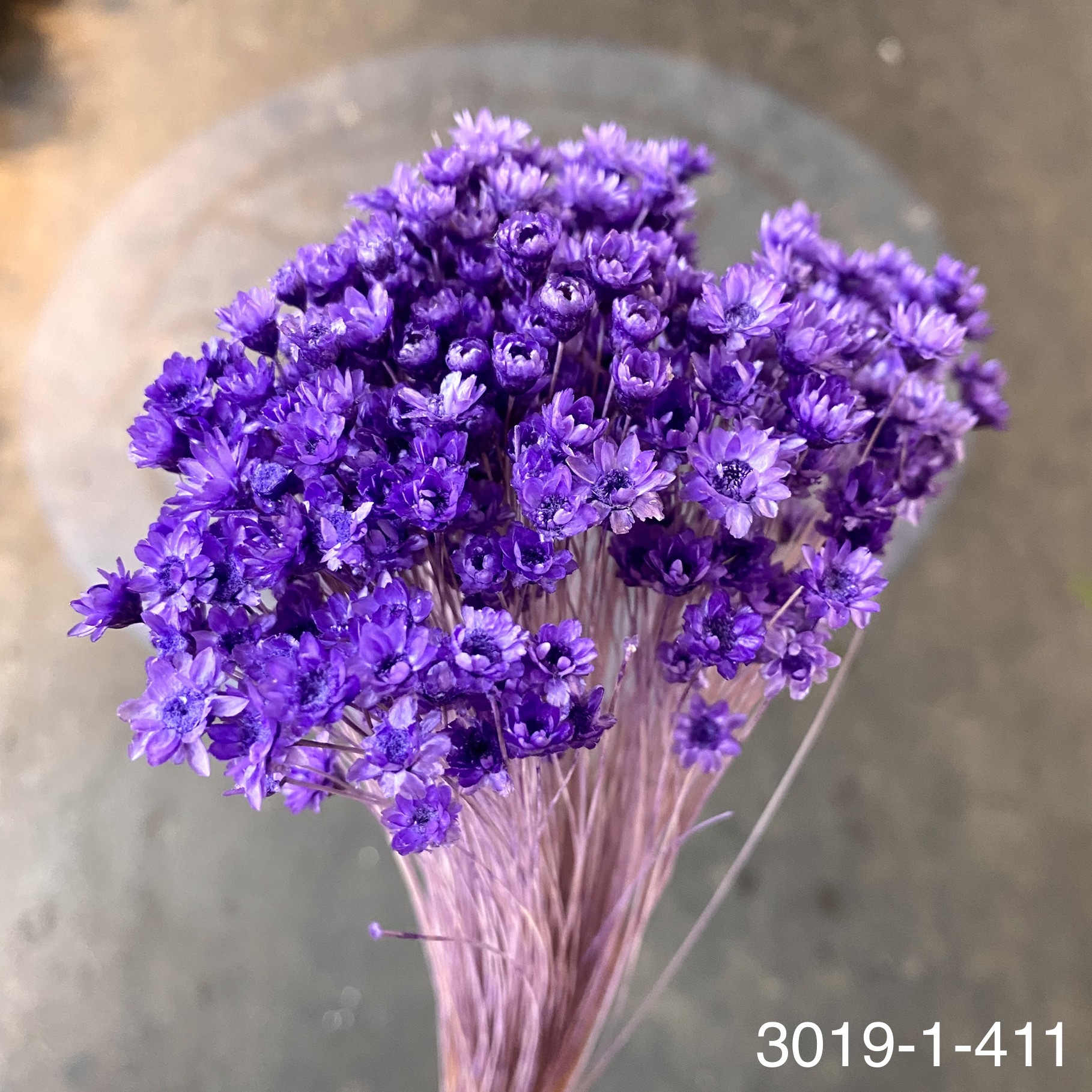 日本不凋繁星花(小) 30191-411