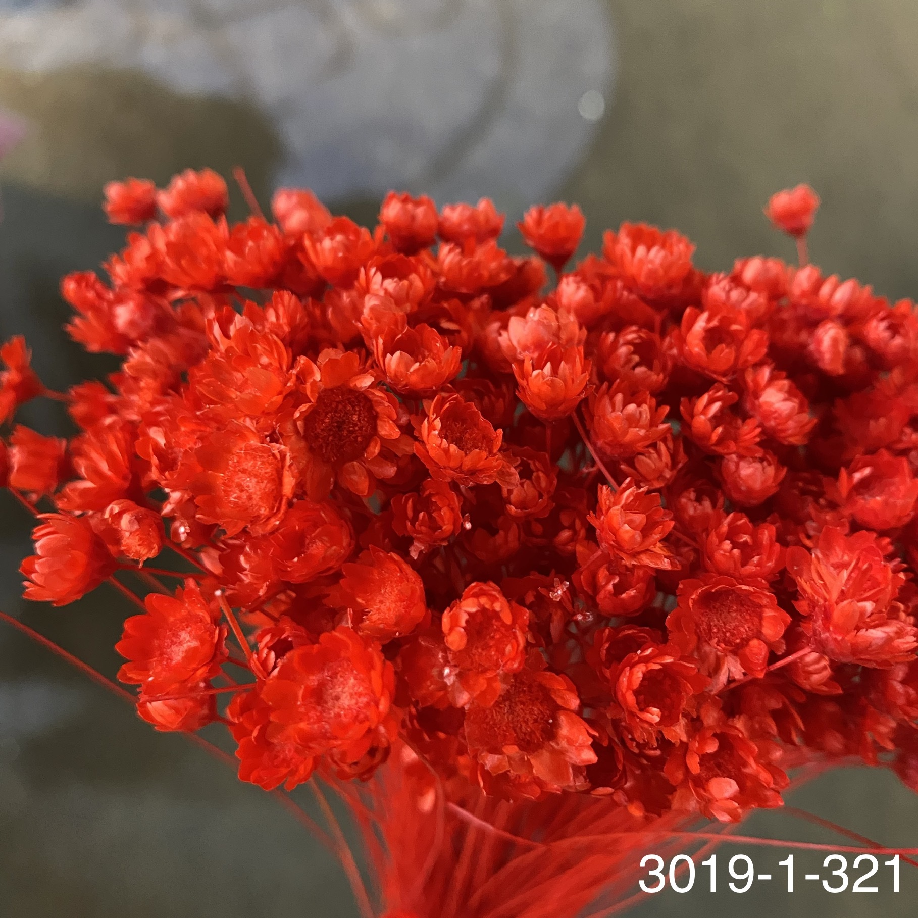 日本不凋繁星花(小) 30191-321