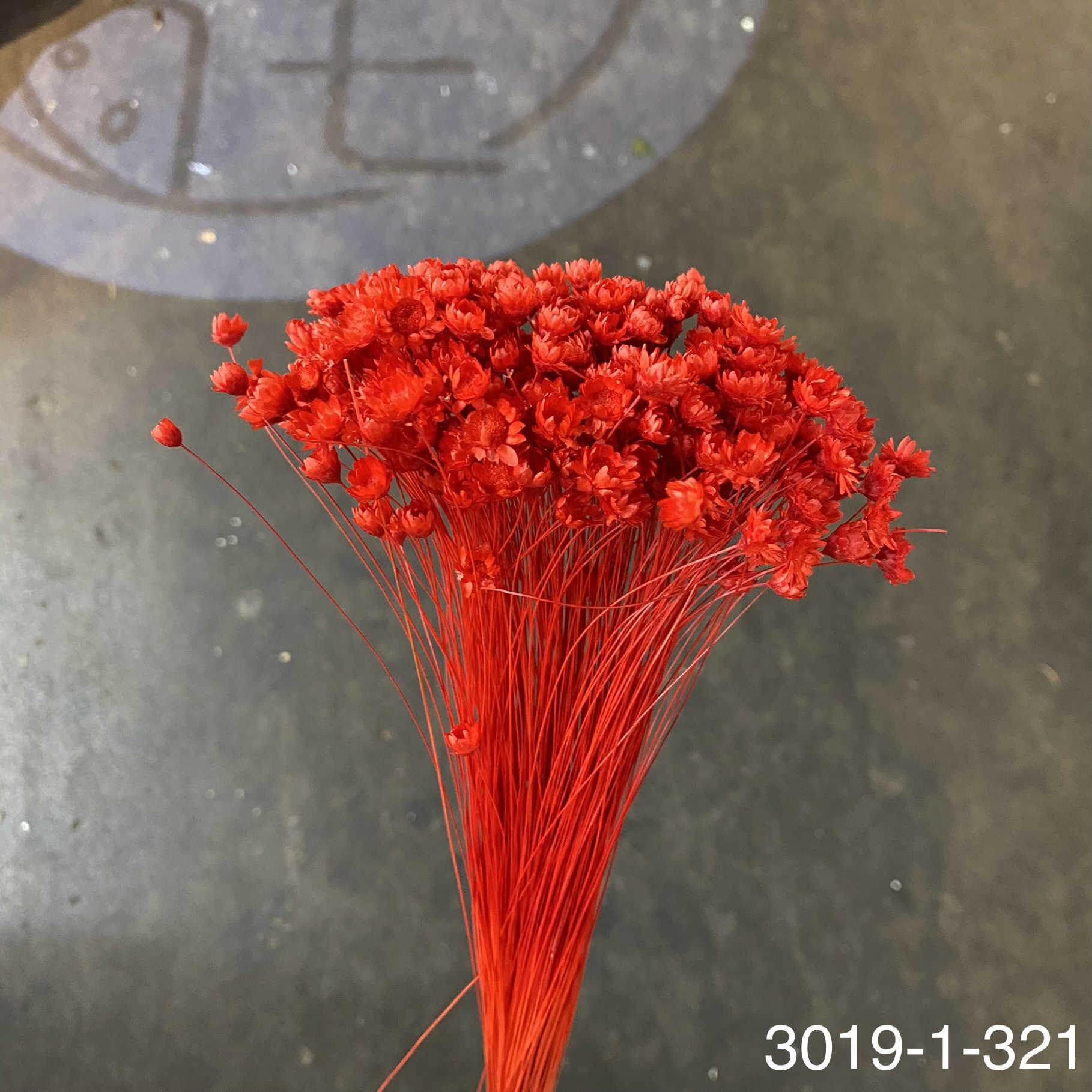 日本不凋繁星花(小) 30191-321