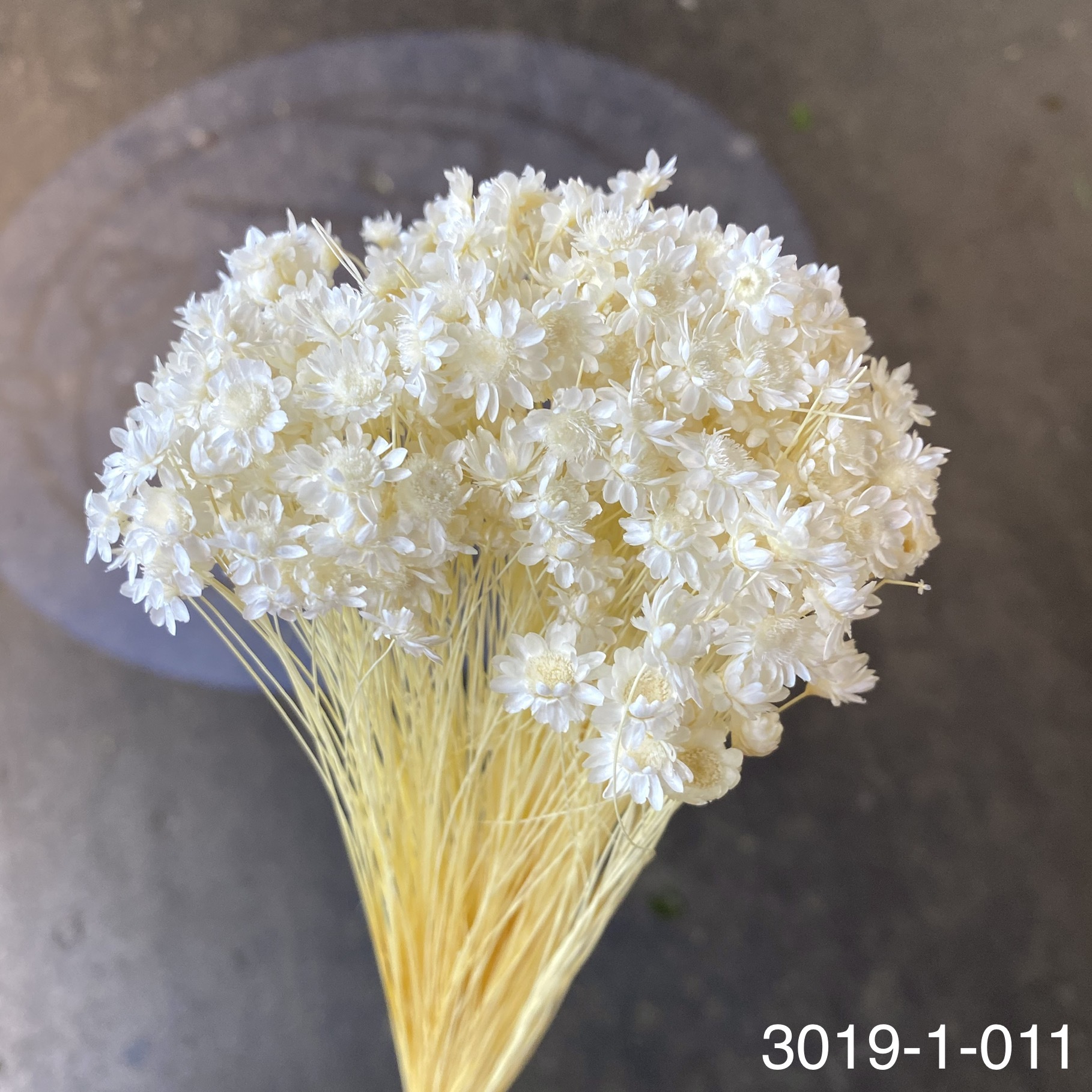 日本不凋繁星花(小) 30191-011