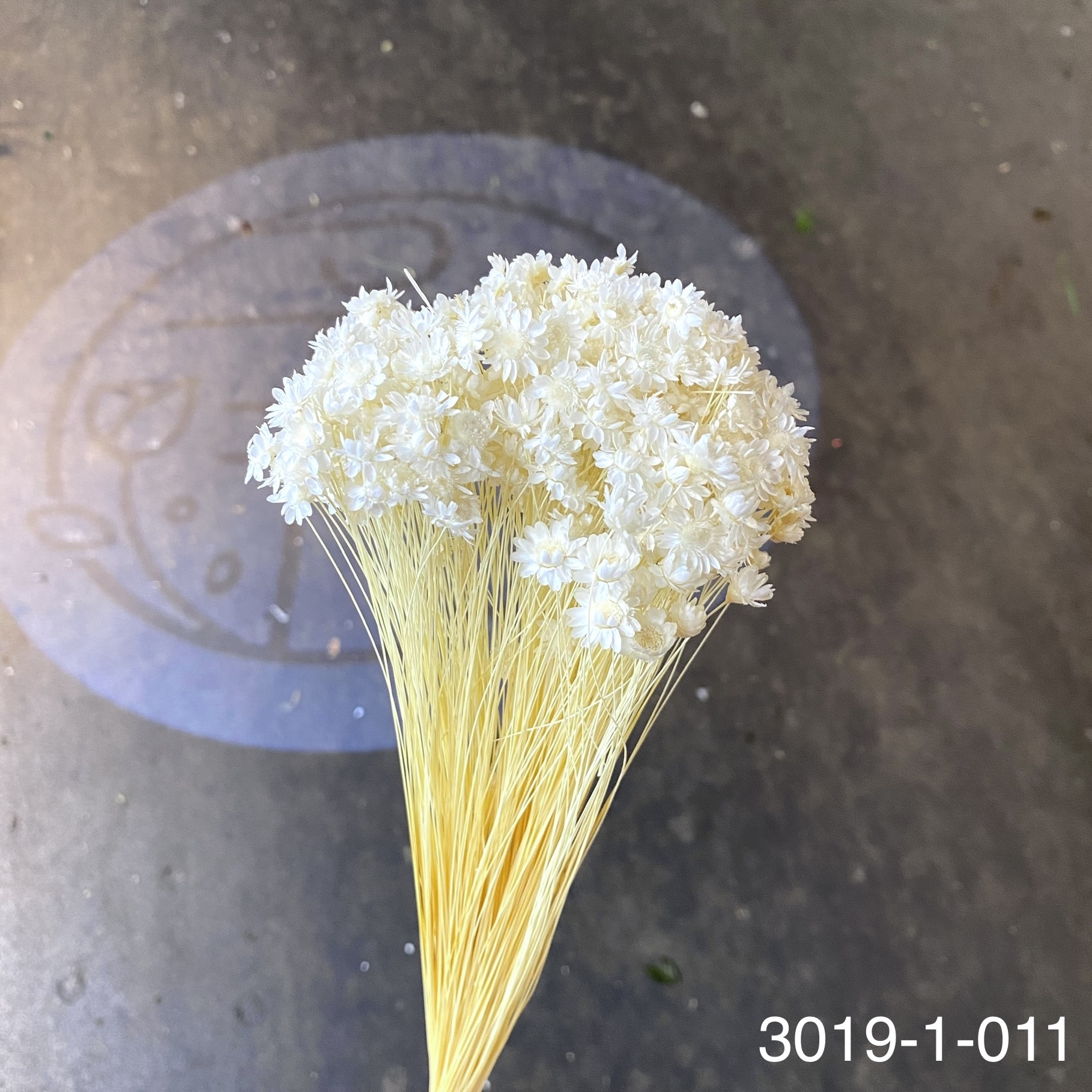 日本不凋繁星花(小) 30191-011