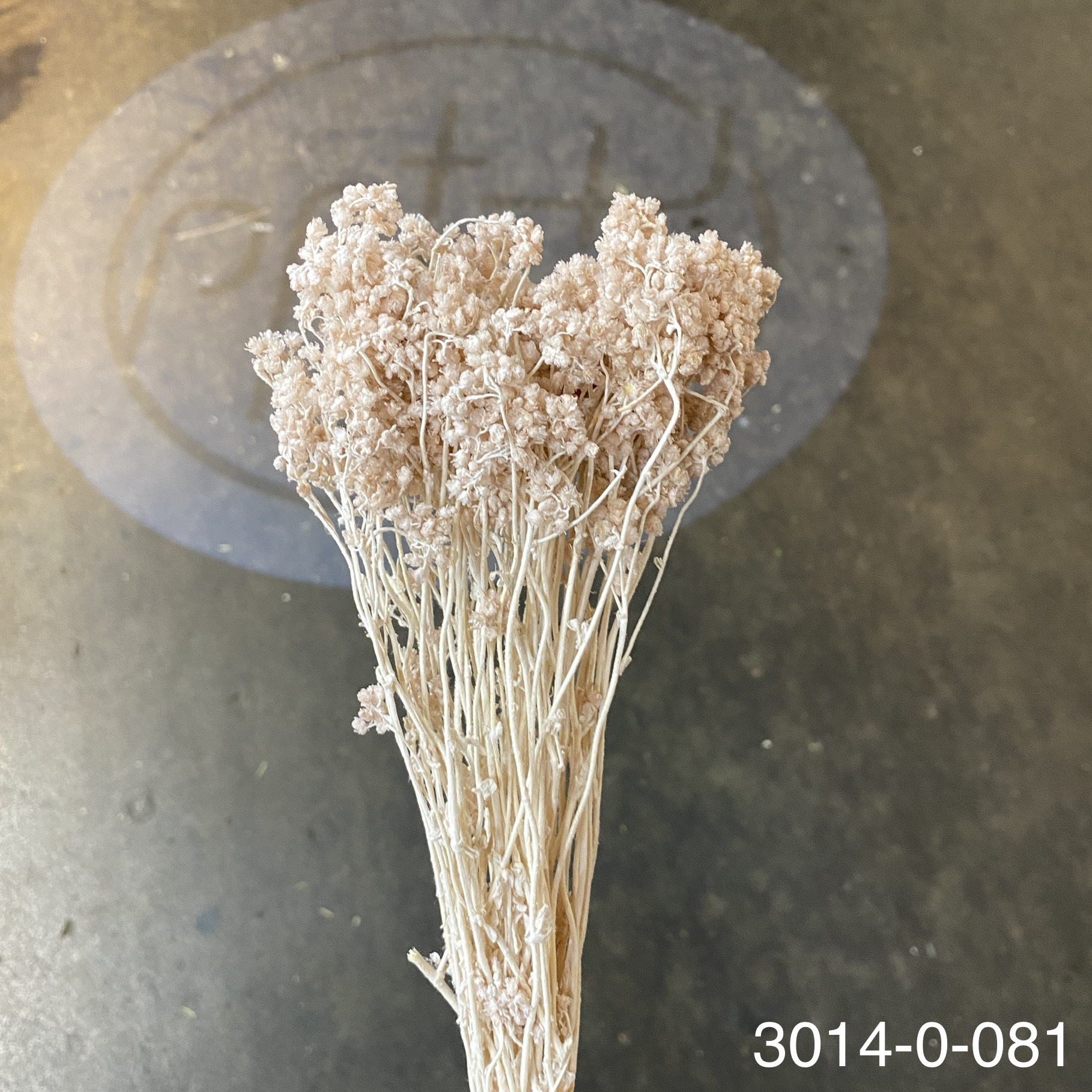 日本不凋歐芹 30140-081