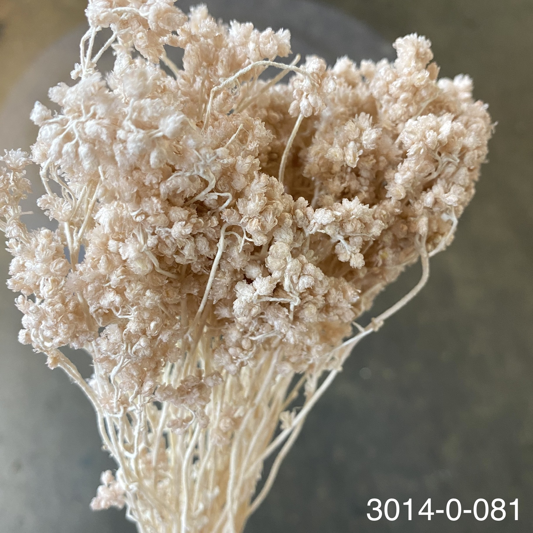 日本不凋歐芹 30140-081