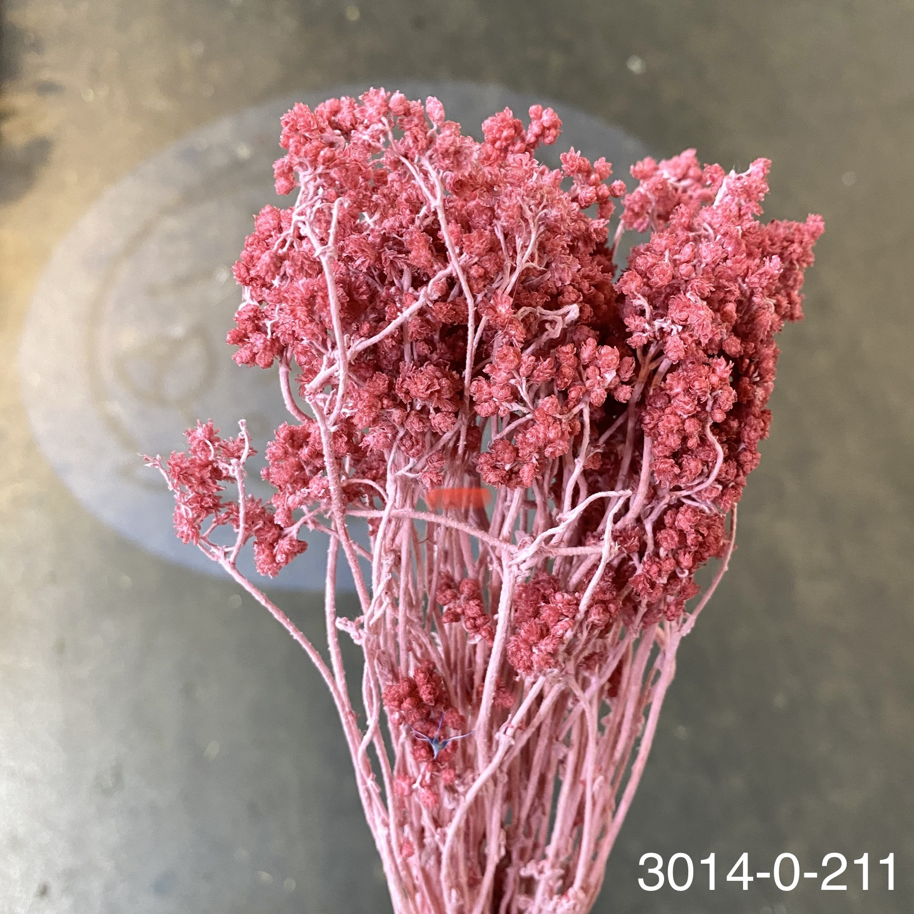 日本不凋歐芹 30140-211