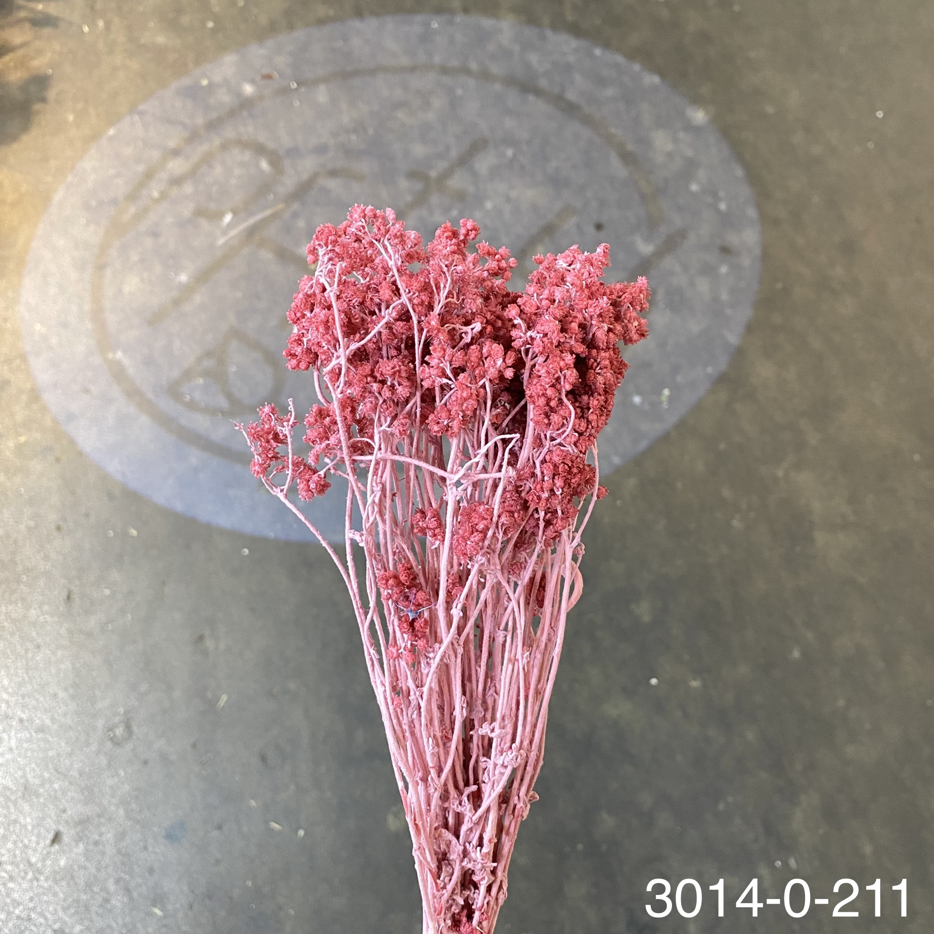 日本不凋歐芹 30140-211