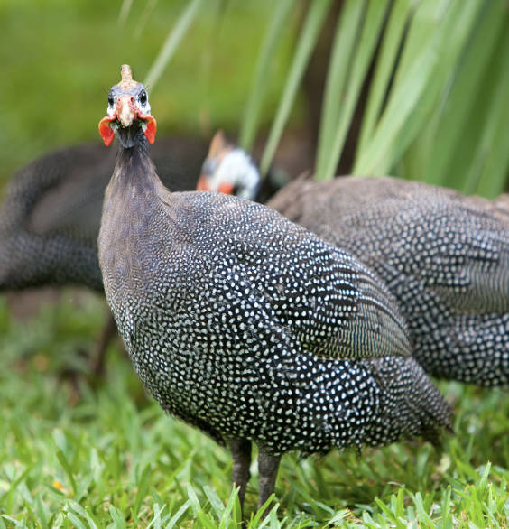 Zooah Guinea Fowl Stick
