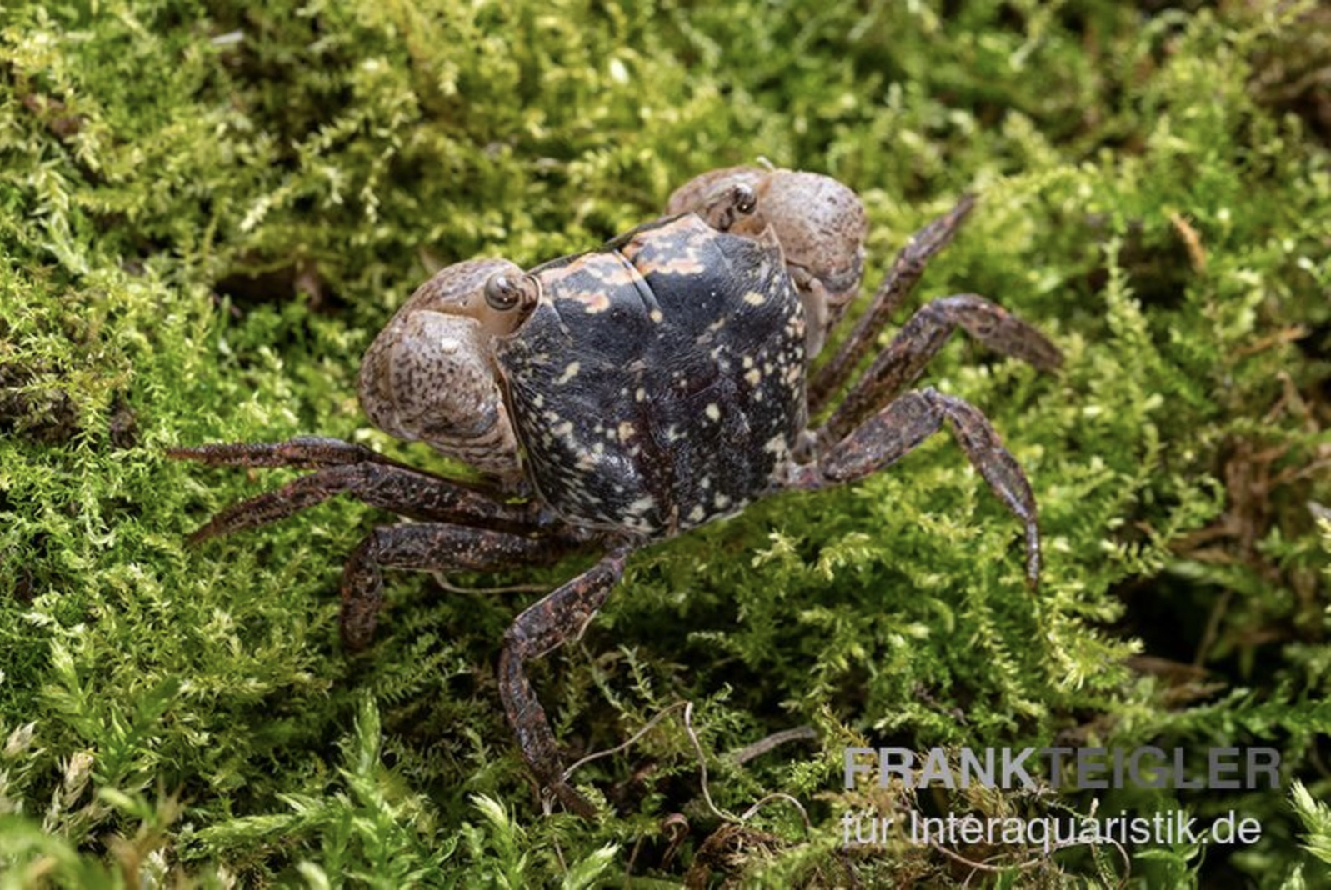 白陶瓷蛙蛙相手蟹 （0.9-1.5cm）