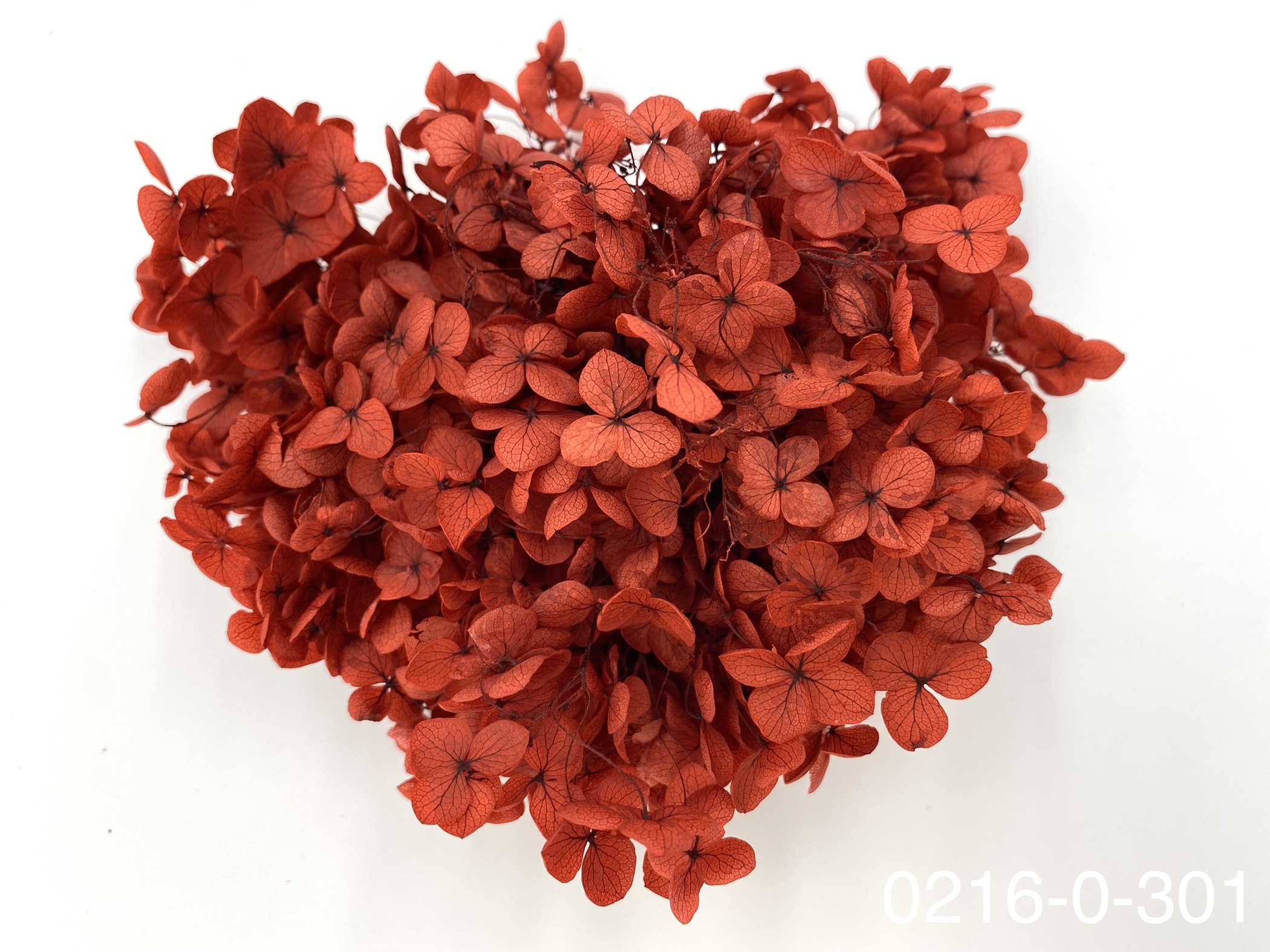 日本不凋安娜繡球 02160-301