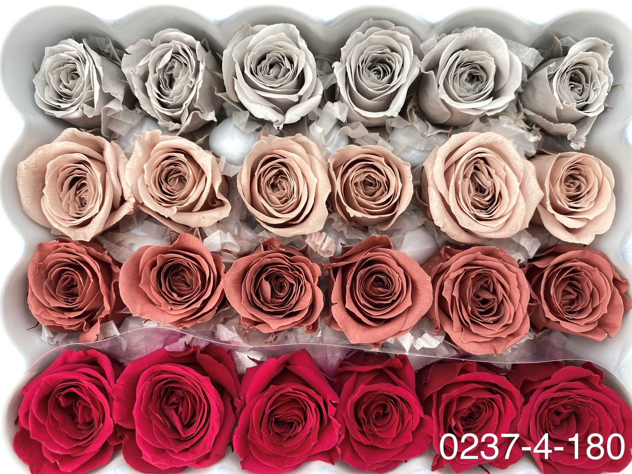 日本不凋迷你玫瑰(24朵) 02374-180