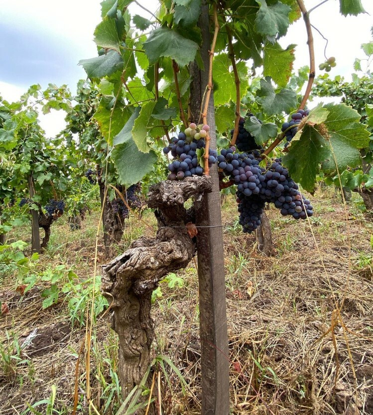 Azienda Agricola Sciara 意大利熔岩酒莊海拔1200紅酒 2019 750ml [83_C-5656_2019]