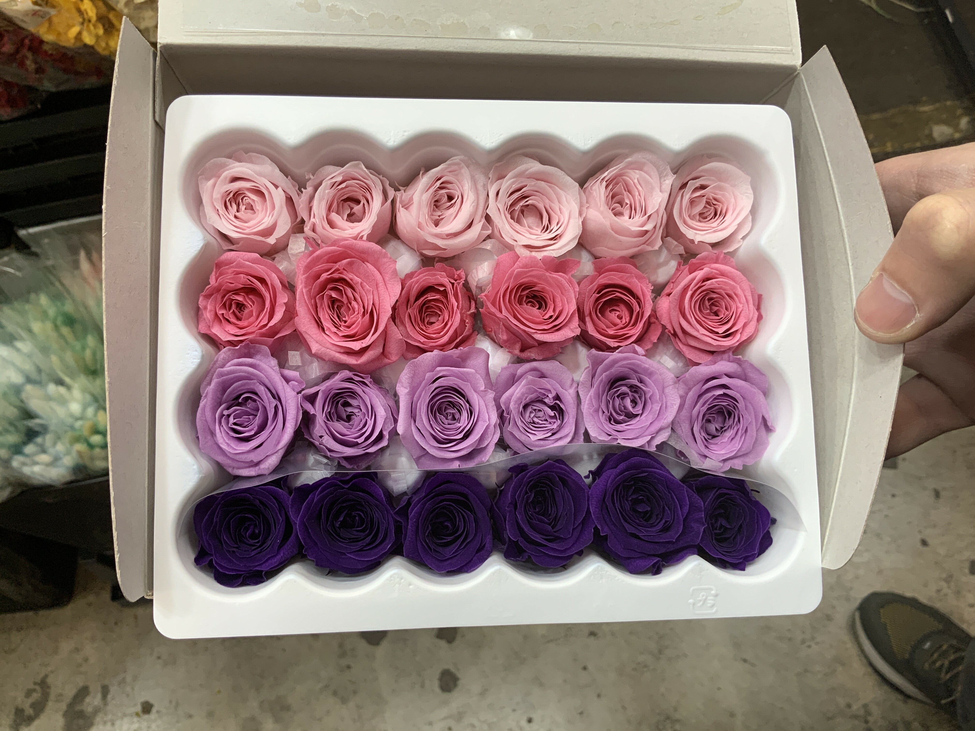 日本不凋迷你玫瑰(24朵) 02374-442