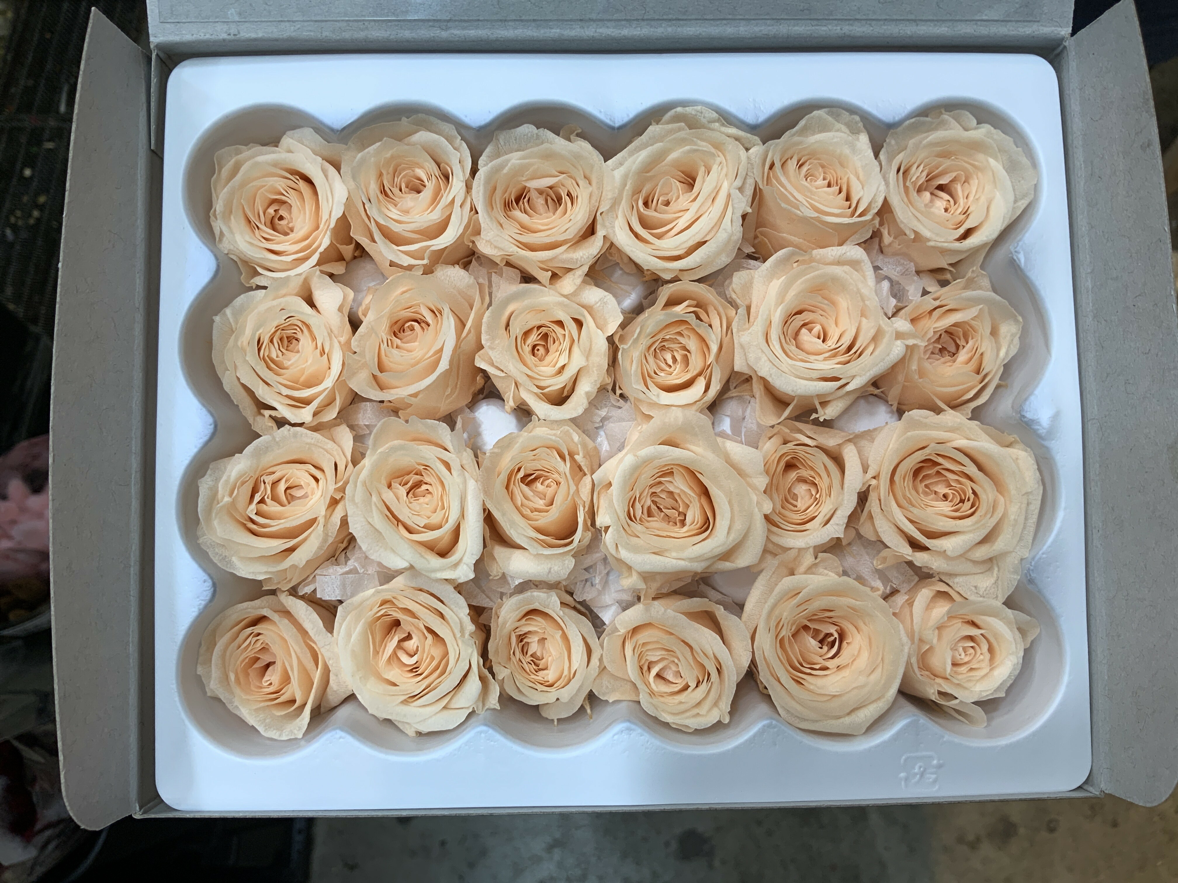 日本不凋迷你玫瑰(24朵) 02370-371