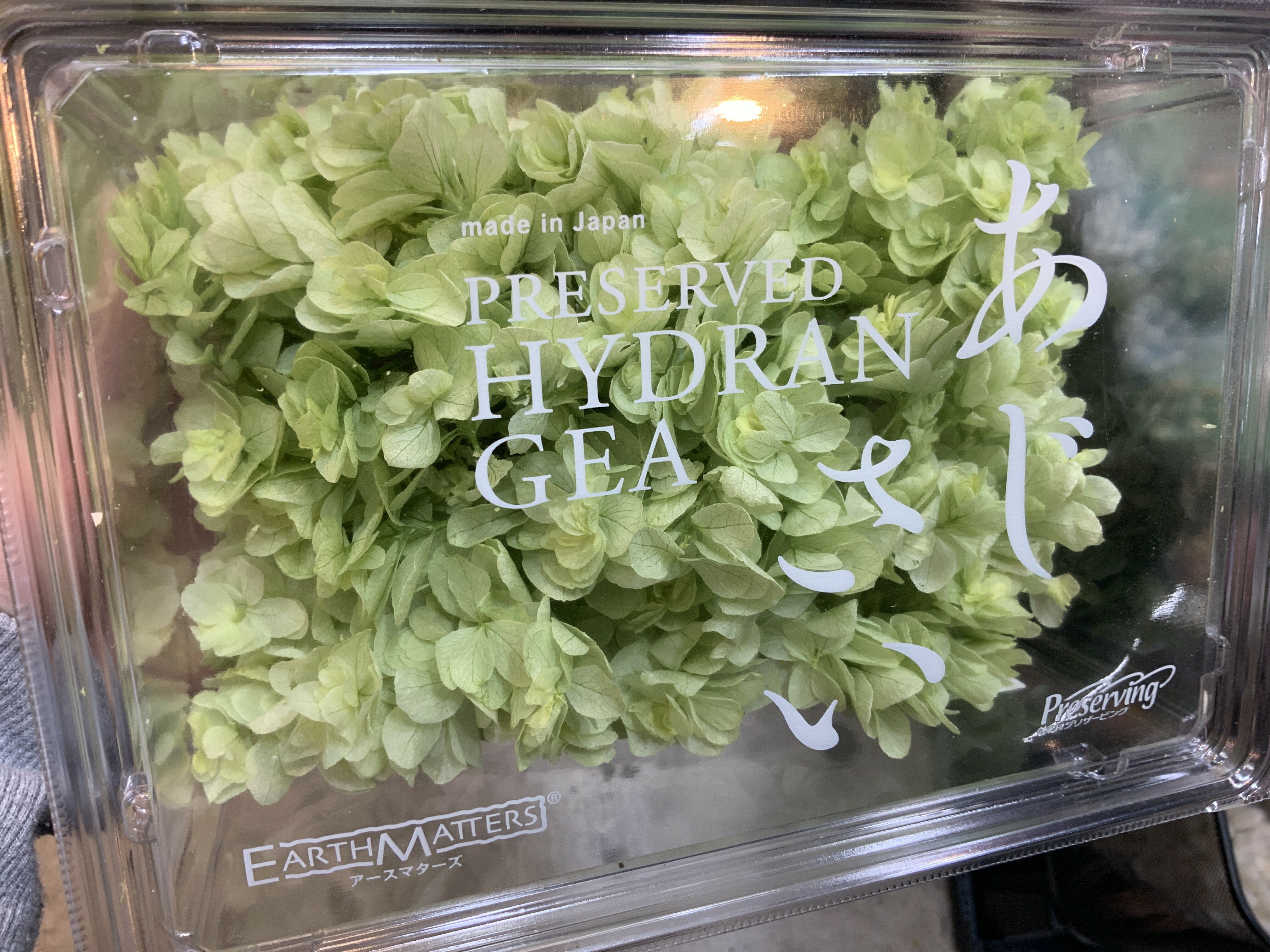 日本不凋重瓣繡球 01070-701