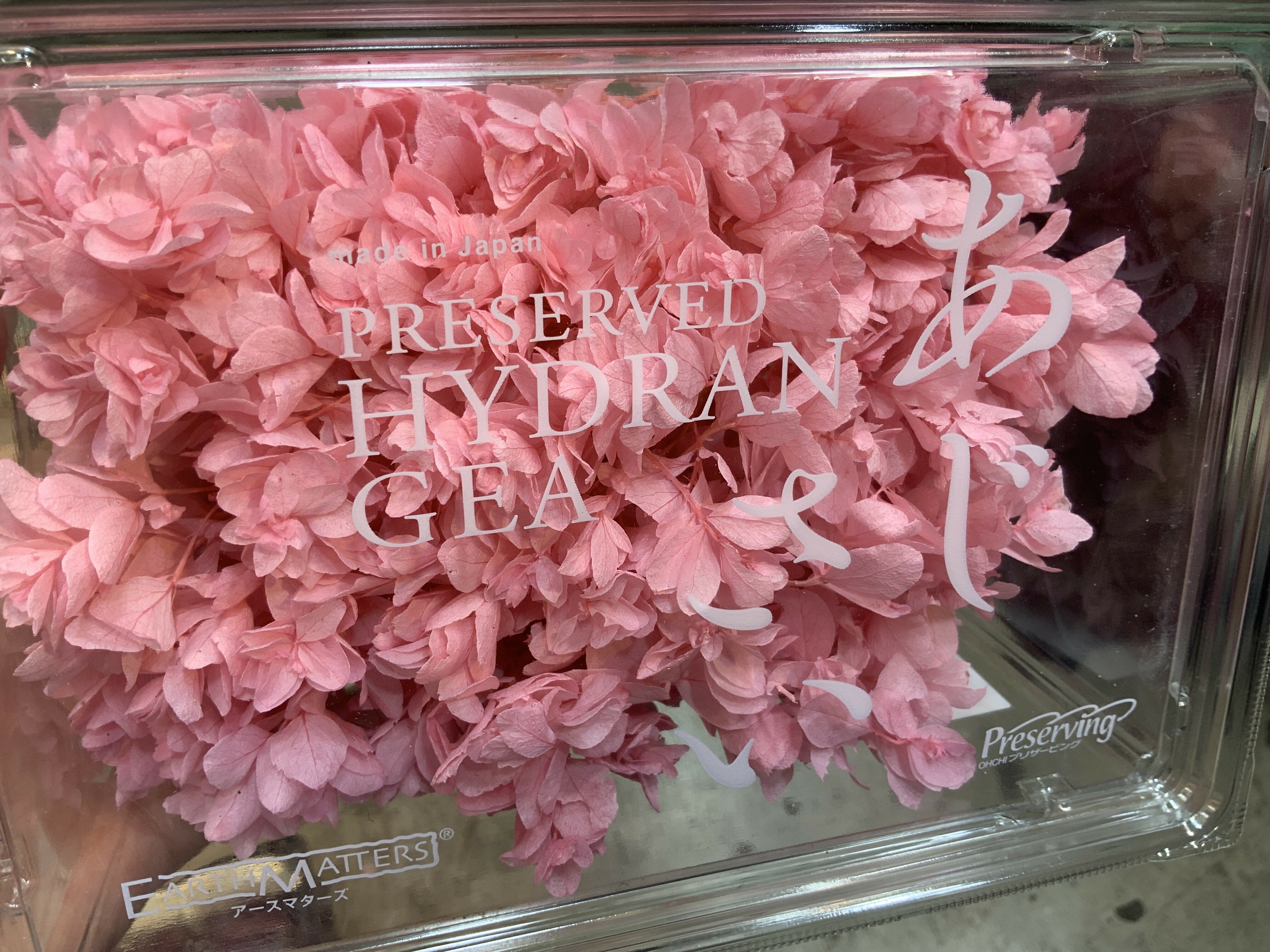 日本不凋重瓣繡球 01070-101