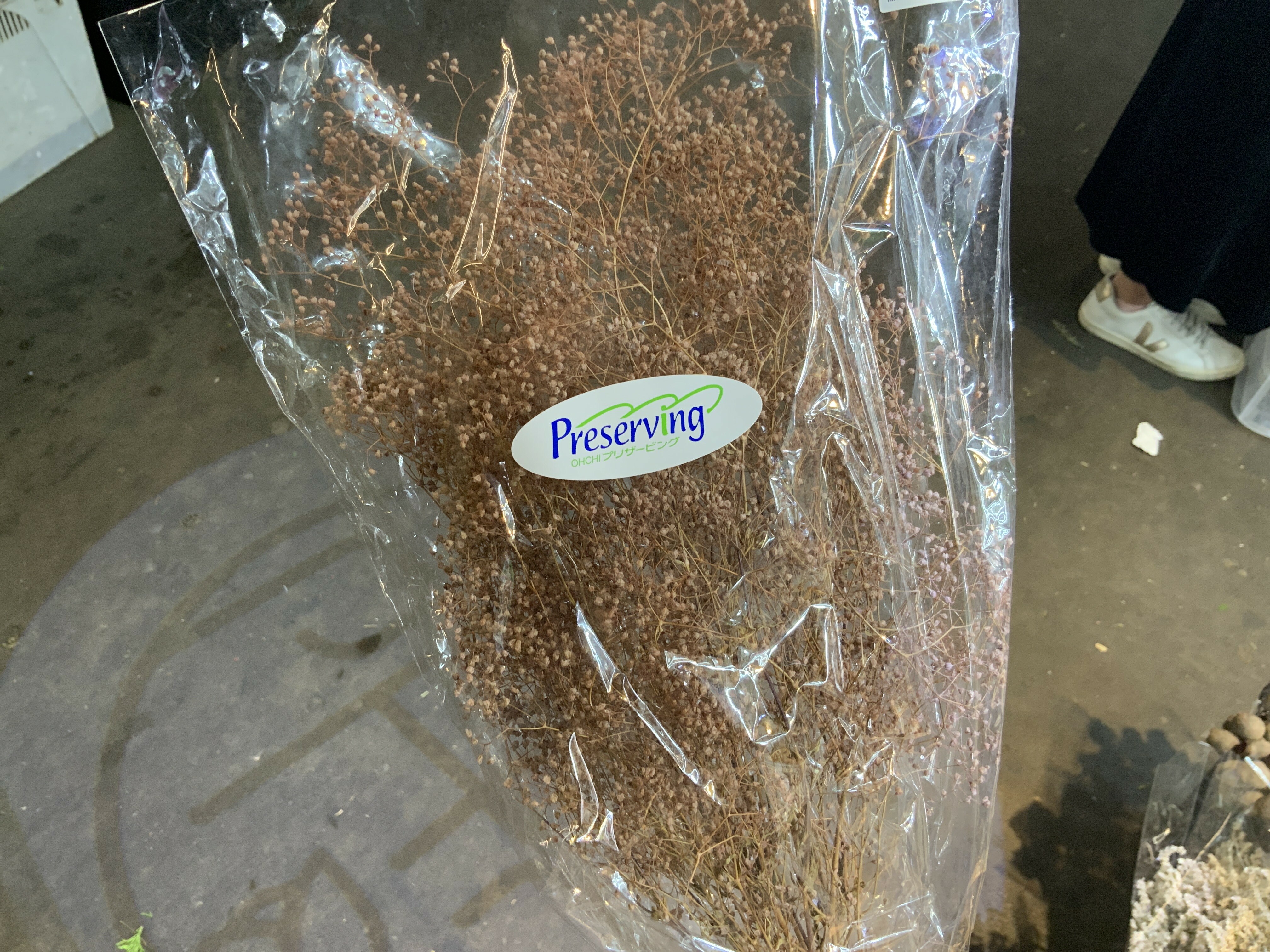 日本不凋迷你滿天星 00010-212