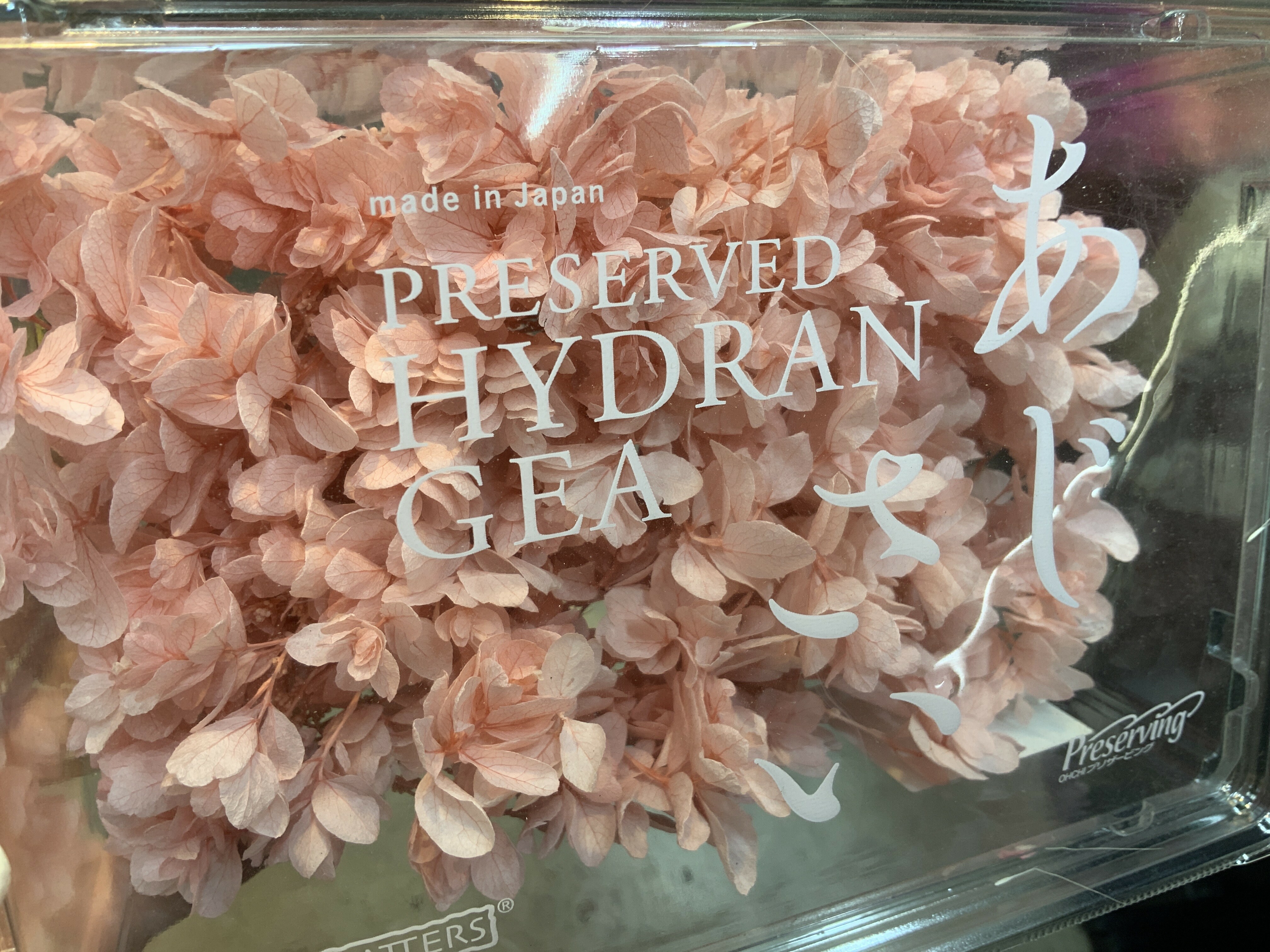 日本不凋重瓣繡球 01070-221