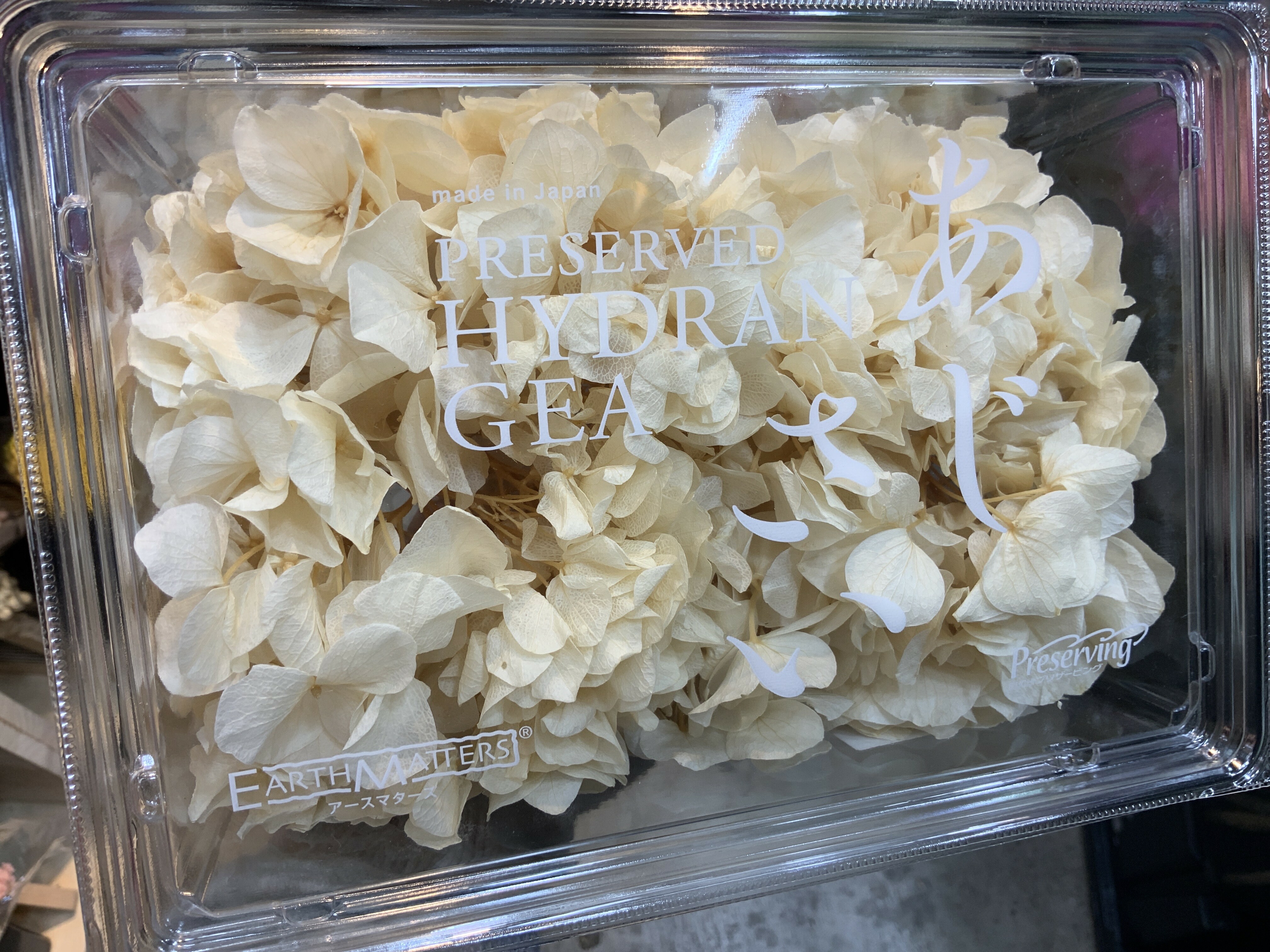 日本不凋大葉繡球 00082-031