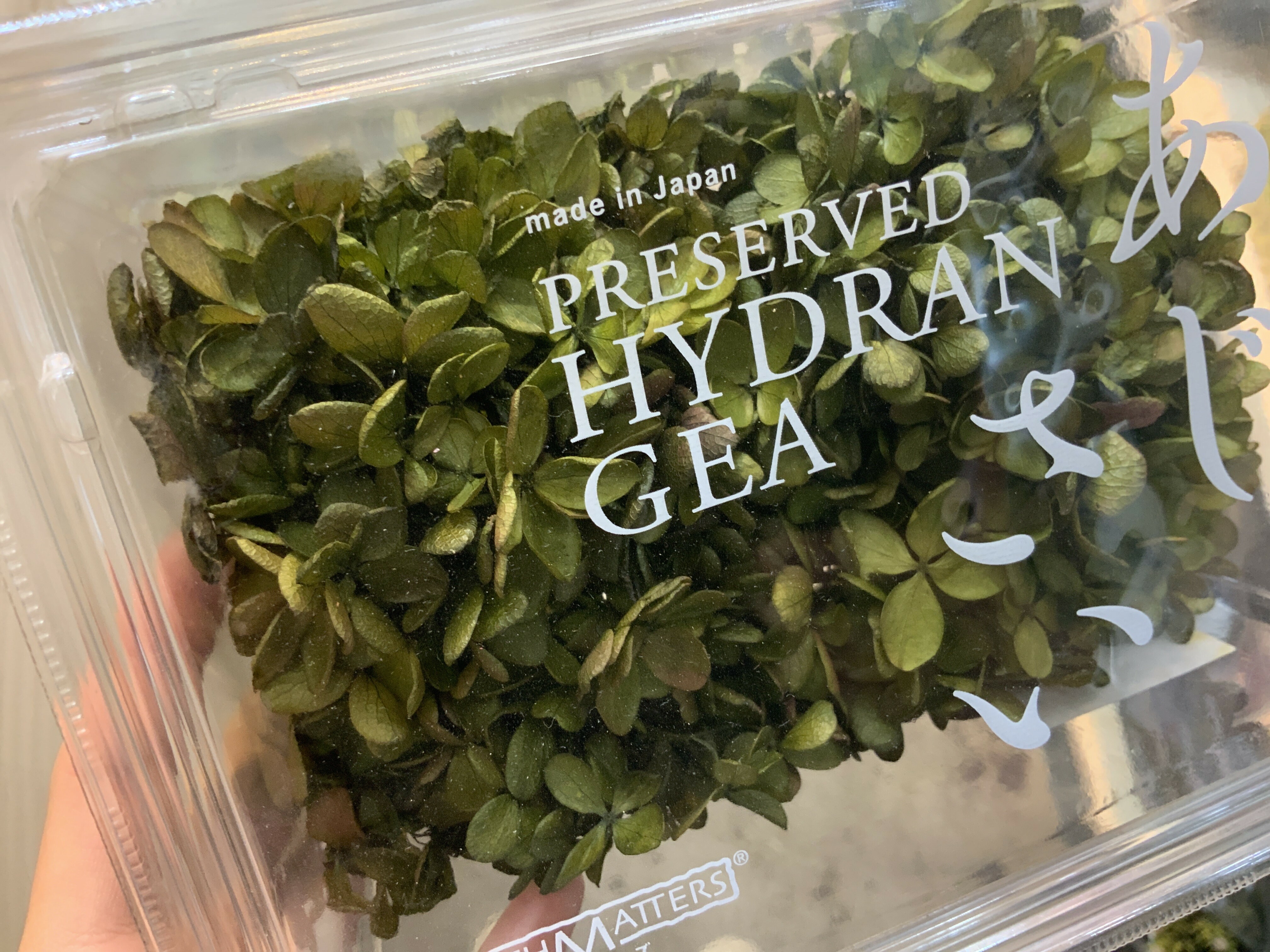 日本不凋中葉繡球 01515-722