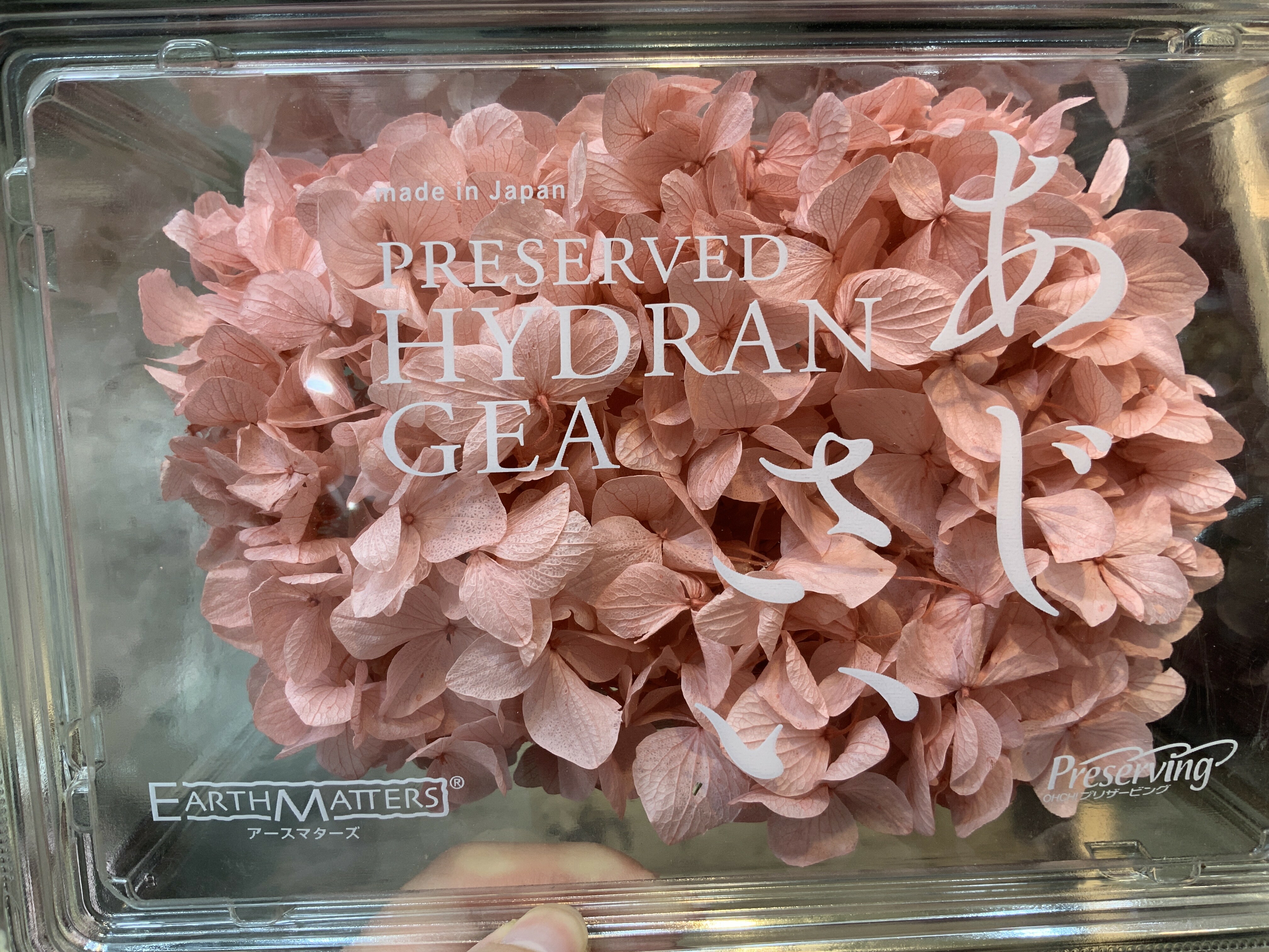 日本不凋大葉繡球 01900-221