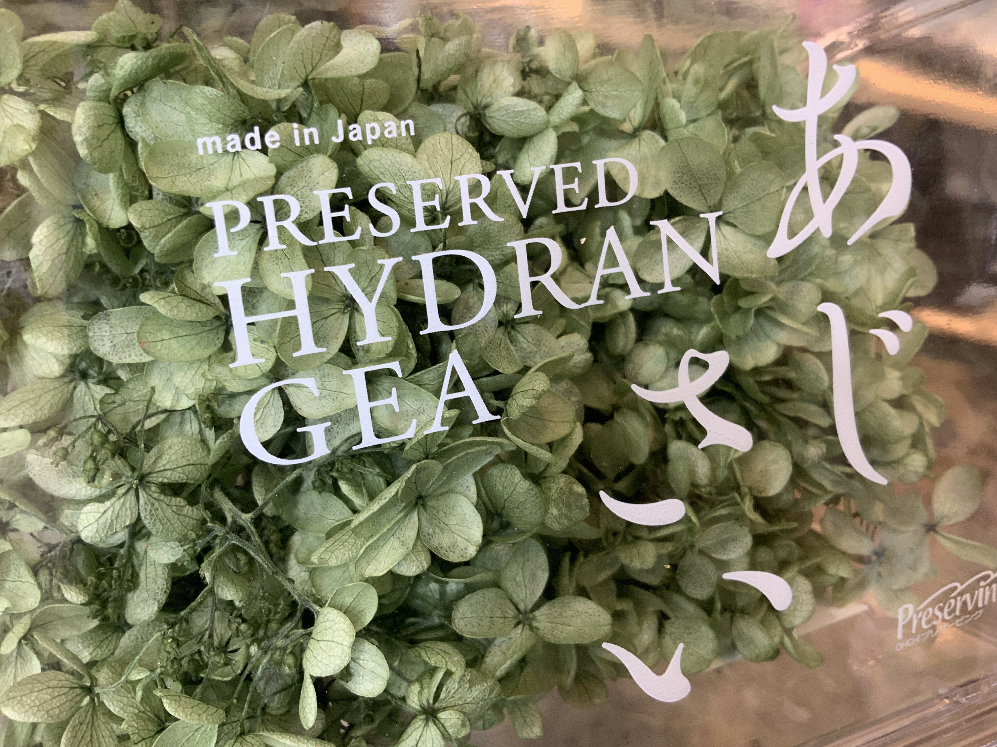 日本不凋中葉繡球 01510-761