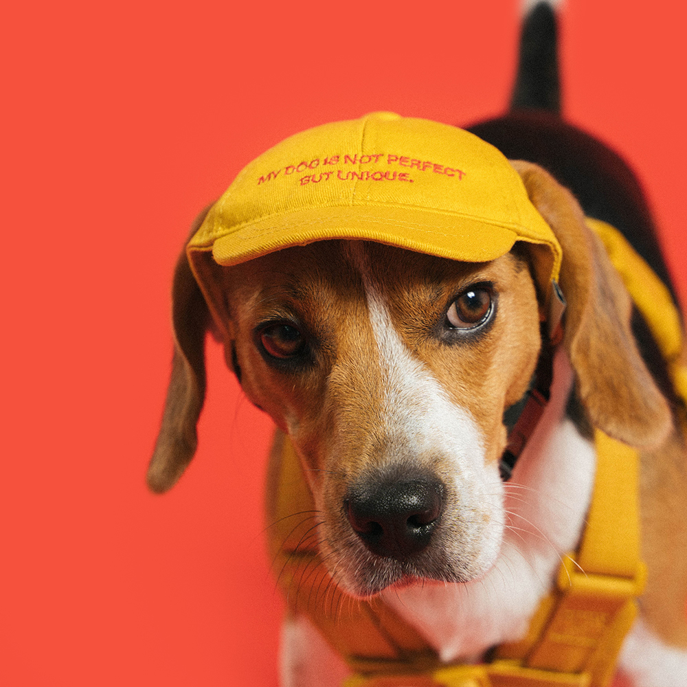 2022 Camp de Amigo 聯名︱寵物刺繡老帽