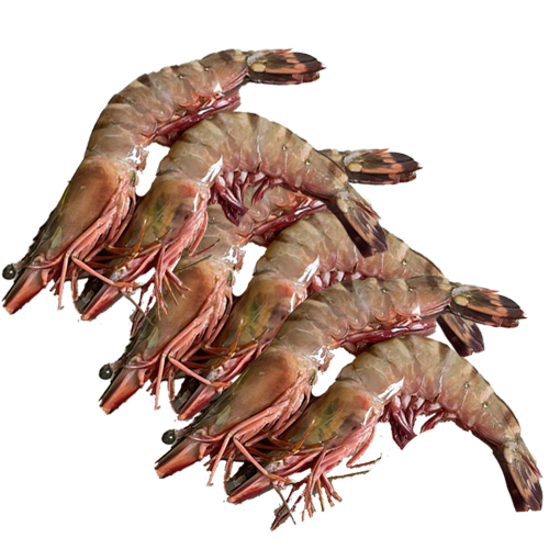 Vietnam Black Tiger Prawns, IQF (New stock)