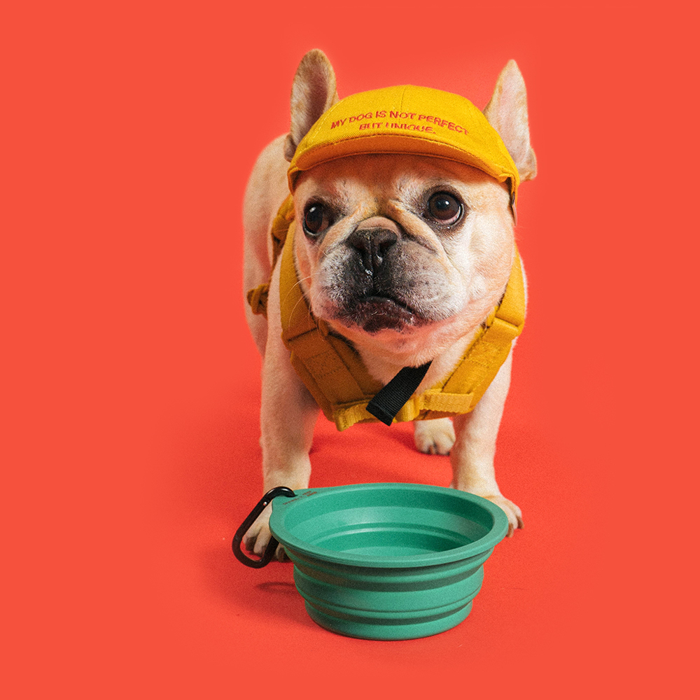 2022 Camp de Amigo 聯名︱寵物折疊碗