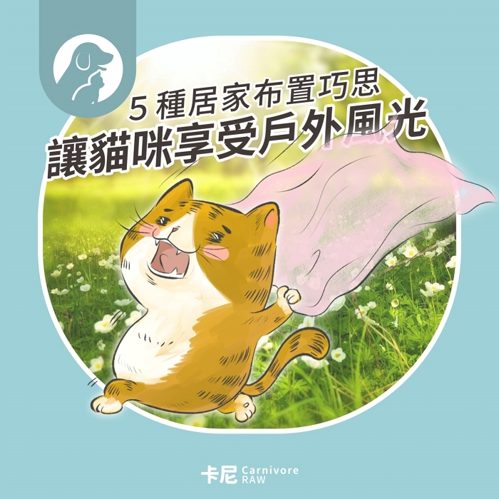 貓咪在大自然中奔跑