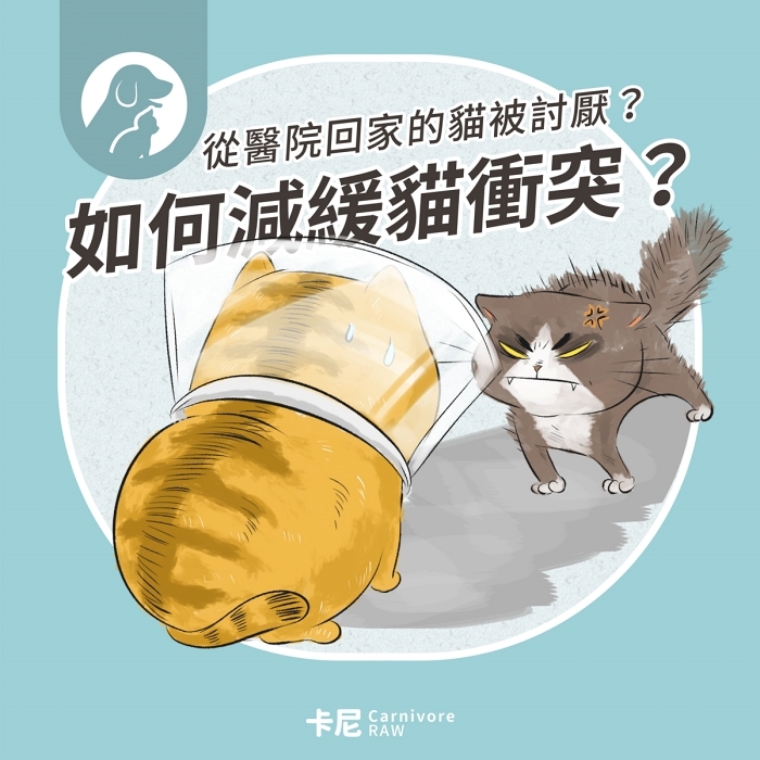 貓咪對另一隻貓生氣