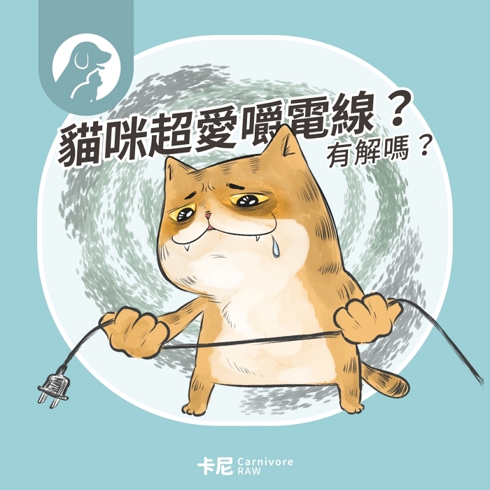 貓咪想咬電線