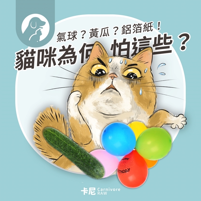 貓咪害怕黃瓜和氣球