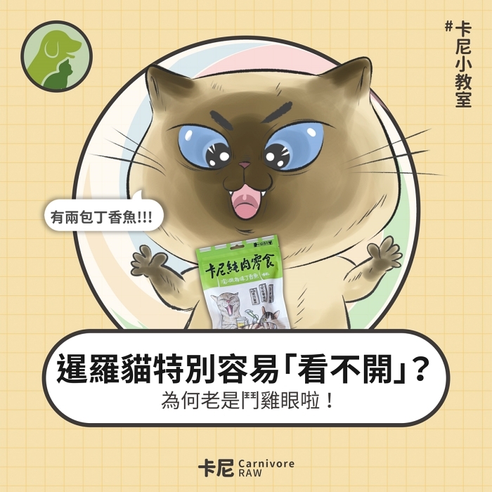 鬥雞眼的暹羅貓