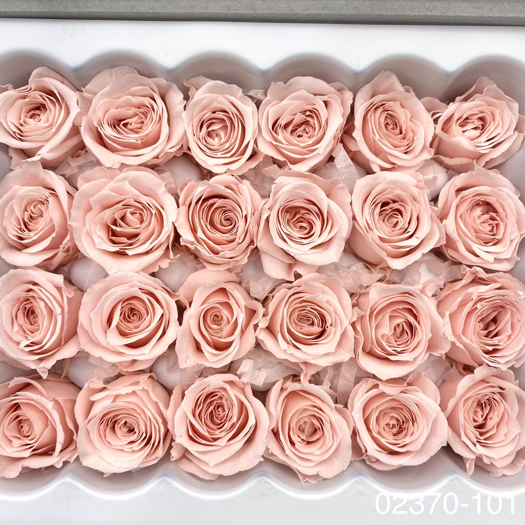 日本不凋迷你玫瑰(24朵) 02370-101