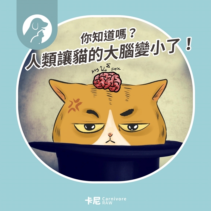 貓咪大腦縮水