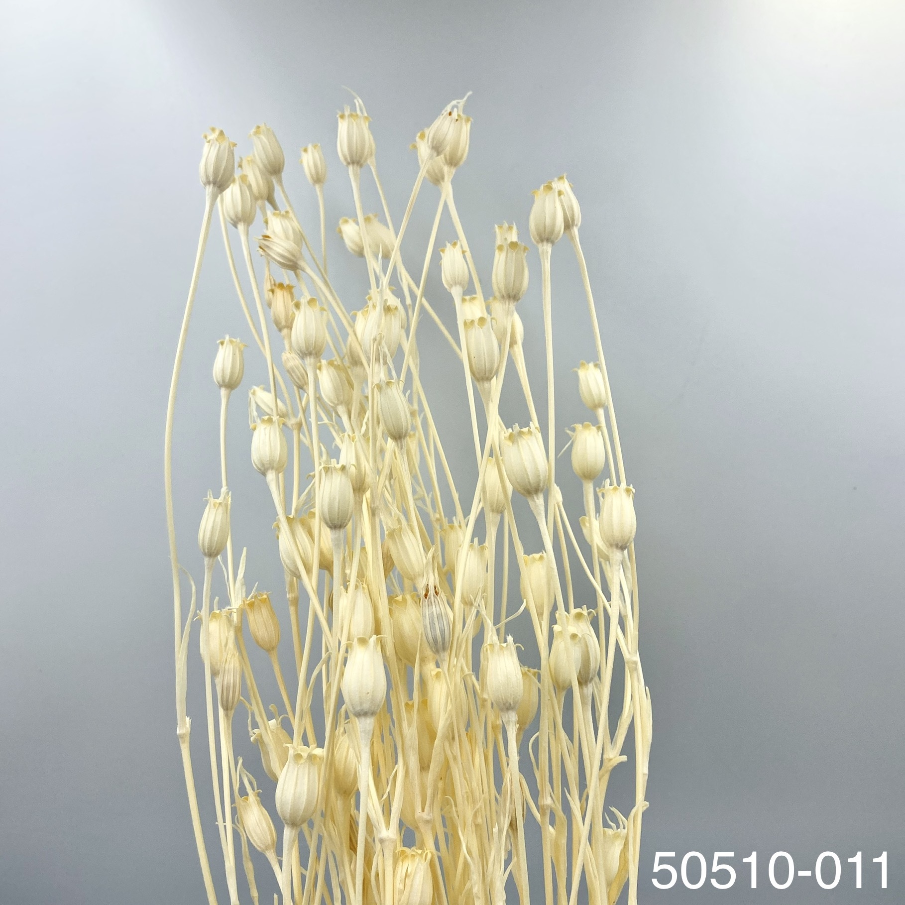 日本乾燥風鈴草 50510-011