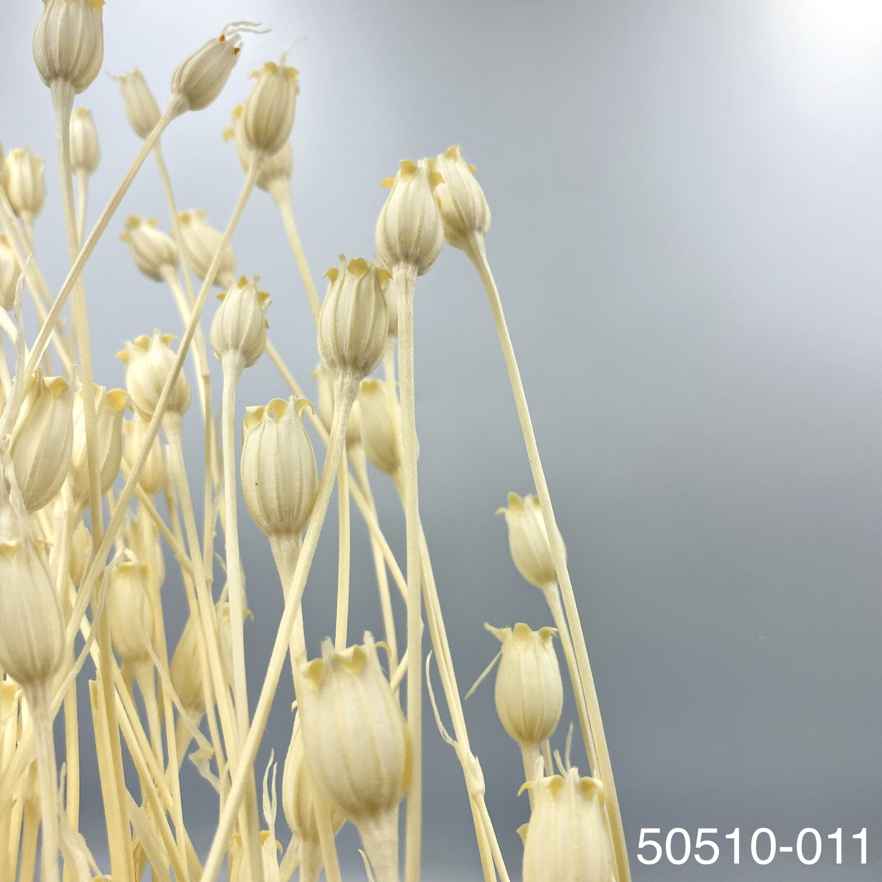 日本乾燥風鈴草 50510-011