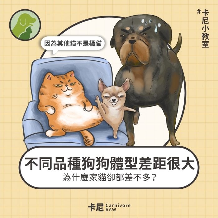 大狗小狗與橘貓