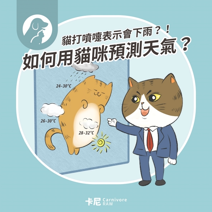 貓咪主播氣象預報