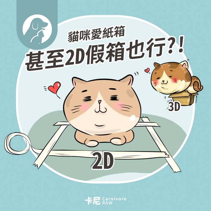 貓咪蹲在格子裡