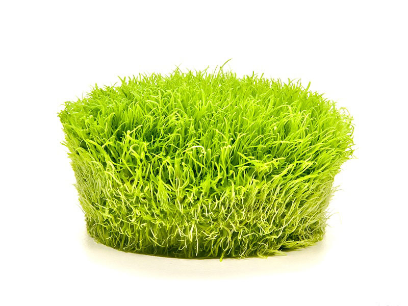 網紋挖耳草無菌杯