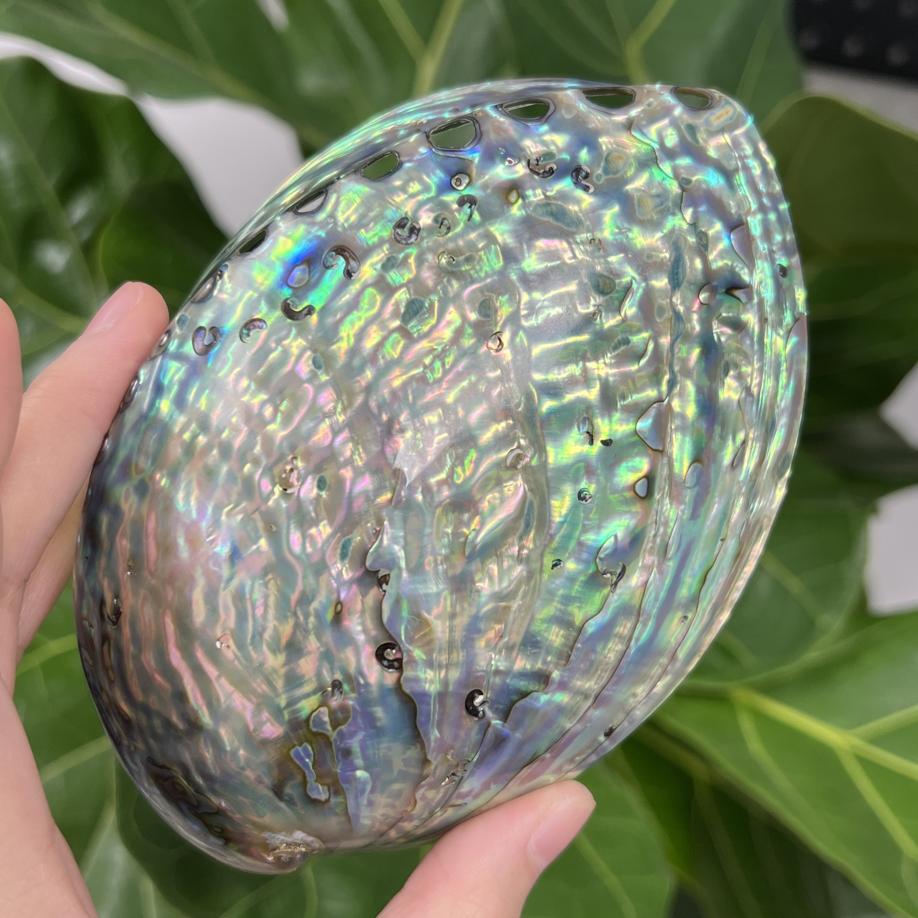 新西蘭鮑魚貝殼 約12-13cm