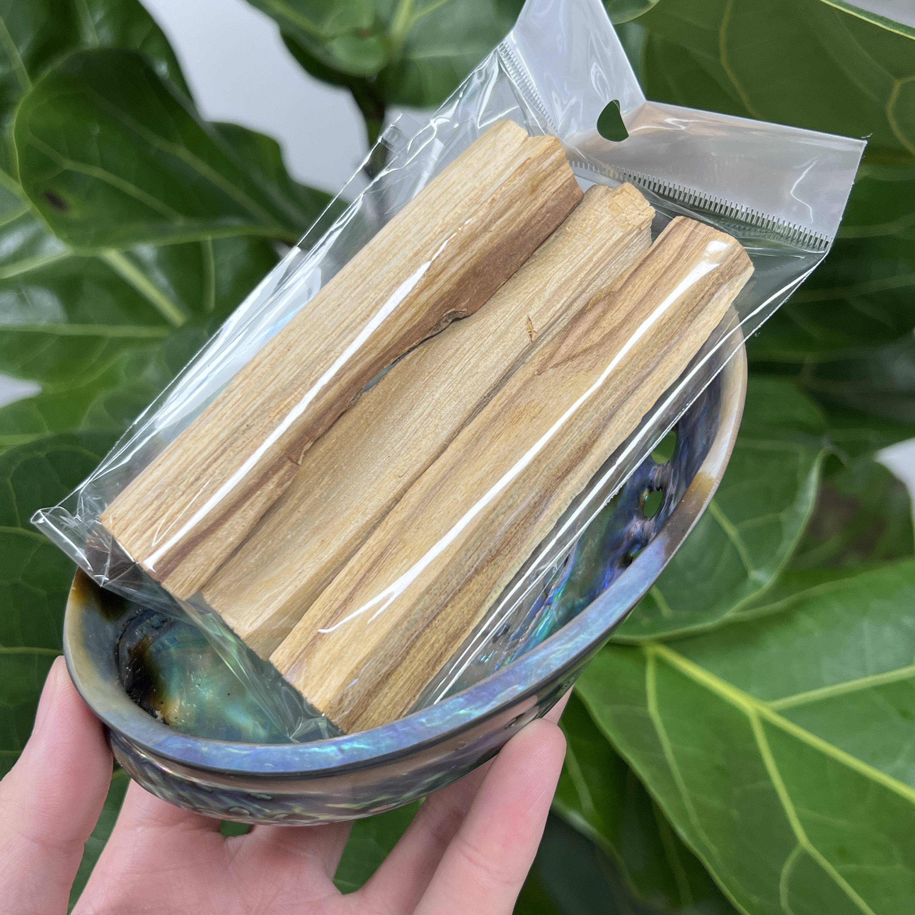 新西蘭鮑魚貝殼連聖木套裝