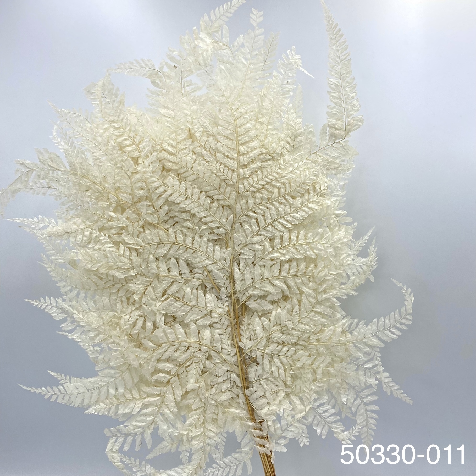 日本不凋雞蕨 50330-011