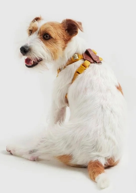 SPUTNIK - 寵物胸背帶 Harness 黃