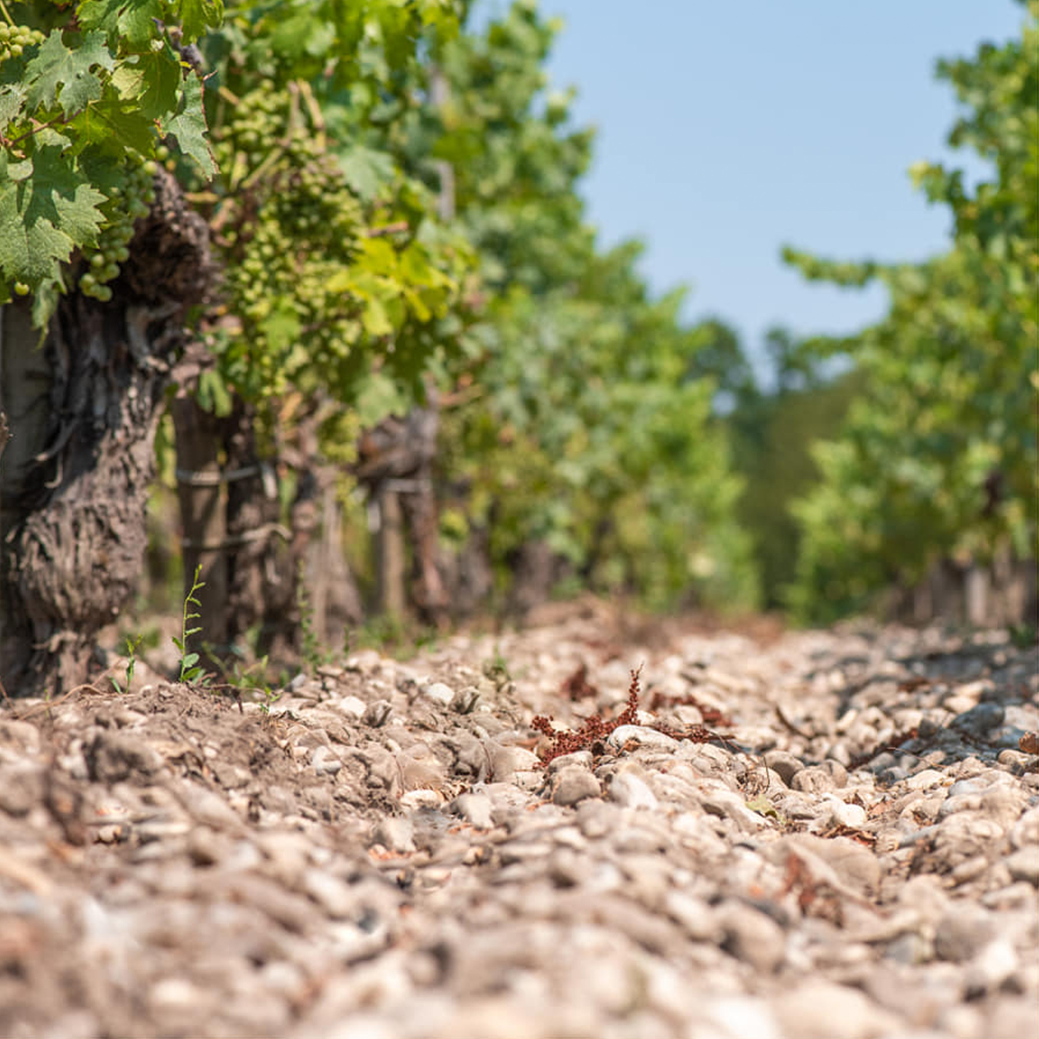 Cantenac Brown, 肯得布朗, 梅多克1855三級莊, Margaux, 瑪歌三級莊, Tristan Le Lous, Jose Sanfins, Axa-Millésimes, Simon Halabi, Pichon Baron